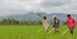 Crisis mundial de fertilizantes amenaza producción de alimentos