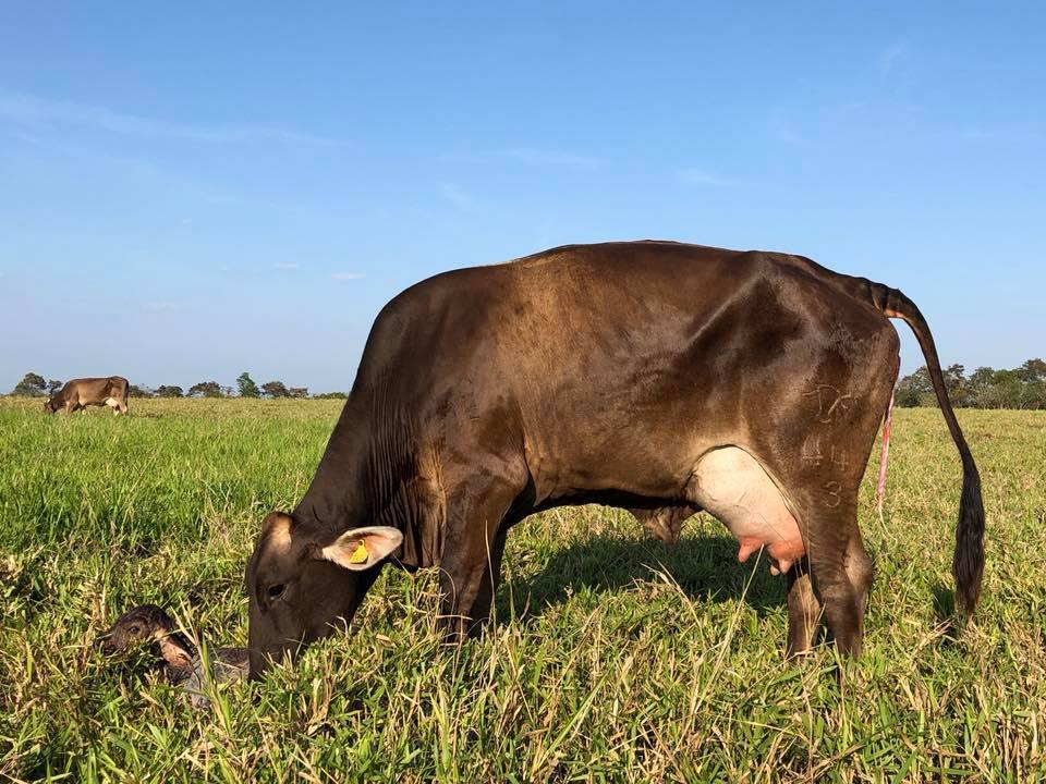 Sector cárnico aporta 7% del PIB agroalimentario